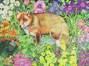 バーネットフォックス 作： Hilary Jones