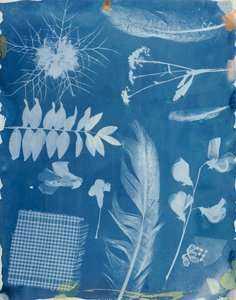 1842年頃のBayardによる植物標本（シアノタイプ 作： Hippolyte Bayard