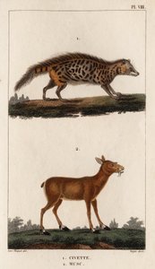 ジャコウネコとジャコウネコ。」「Fauna des Médecins または動物の歴史とその製品 by Hippolyte Cloquet」 - 第 6 巻 - 1825 年。 作： Hippolyte Cloquet