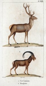 一般的なシカとアイベックス。」「Fauna des Mdecins または動物の歴史とその製品 by Hippolyte Cloquet」 - 第 6 巻 - 1825 年。