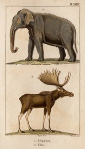 ゾウとエラン」「メデカン動物相またはイポリット・クロケによる動物とその製品の歴史」 - 第6巻 - 1825年。 作： Hippolyte Cloquet