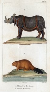 インドサイとカナダビーバー。 医療動物相またはヒッポリュテ クロケによる動物とその製品の歴史」 - 第 6 巻 - 1825 年。 作： Hippolyte Cloquet