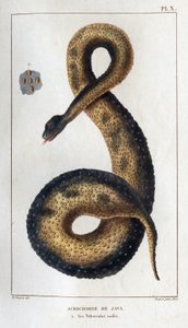 ジャバタグ。 その断熱繊維。 「Fauna des Médecins または動物の歴史とその製品 by Hippolyte Cloquet」 - 第 6 巻 - 1825 年。 作： Hippolyte Cloquet