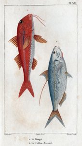 Rouget と Caillou-Tassart (Caillou Tassart)。 「“Fauna des Medecins or history of animal and their products by Hippolyte Cloquet”」 - 第 6 巻 - 1825 年。 作： Hippolyte Cloquet