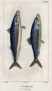 サバとニシン。 「医師の動物相または動物とその製品の歴史」からのプレート