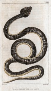 Trigonocephale の表現 - 先鋒: 爬虫類。 「医師の動物相または動物とその製品の歴史」からのプレート