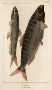シャッドとアンチョビ。」「Fauna des Mdecins または動物の歴史とその製品 by Hippolyte Cloquet」 - 第 6 巻 - 1825 年。 作： Hippolyte Cloquet