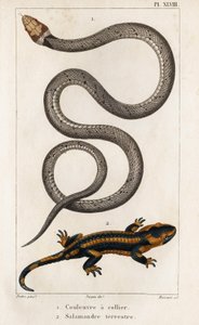 襟付きのヘビ、ランドサラマンダー。」「Fauna des Médecins or History of Animals and their products by Hippolyte Cloquet」 - 第 6 巻 - 1825 年。