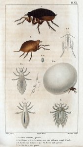 コモンシック、プー。 医療動物相またはヒッポリュテ クロケによる動物とその製品の歴史」 - 第 6 巻 - 1825 年。 作： Hippolyte Cloquet