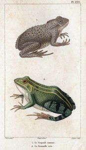 一般的なヒキガエルと緑のカエル。 医療動物相またはヒッポリュテ クロケによる動物とその製品の歴史」 - 第 6 巻 - 1825 年。 作： Hippolyte Cloquet