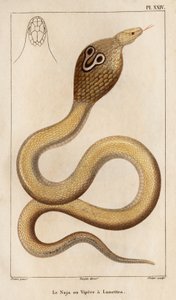Naja または Viper はメガネを持っています。」「Fauna des Médecins または動物の歴史とその製品 by Hippolyte Cloquet」 - 第 6 巻 - 1825 年。 作： Hippolyte Cloquet