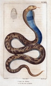 長老たちのアスピック、頭が上に見える。」 動物相または動物の歴史とヒッポリュテ クロケによるその製品」 - 第 6 巻 - 1825 年。 作： Hippolyte Cloquet