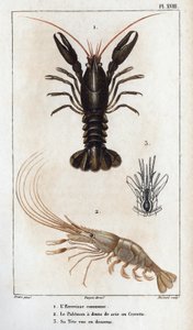 一般的なザリガニであるパレモンは、頭が下に見える鋸歯またはエビを持っています。
