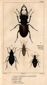 男性の凧の天窓、自然なサイズ、Reduve マスク、一般的な拍手、「医師の動物相またはヒッポリュテ クロケによる動物とその製品の歴史」 - ボリューム 6 - 1825 のプロスカラビー メロエ。 作： Hippolyte Cloquet