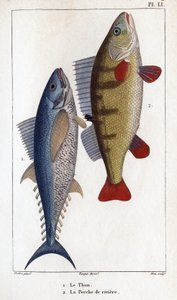 マグロとカワウソ."" 医師の動物相または動物の歴史とその製品 by Hippolyte Cloquet"" - 作： Hippolyte Cloquet