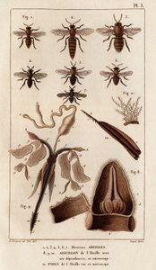 様々なミツバチ.」「Fauna des MédecinsまたはHippolyte Cloquetによる動物とその製品の歴史」 - 第6巻 - 1825. 作： Hippolyte Cloquet