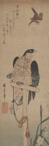 とまり木、スズメ、水仙のハヤブサ