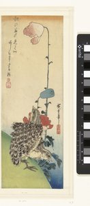 ウズラとケシ 作： Hiroshige (I) , Utagawa
