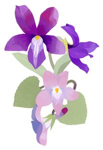 Viola mandshurica 作： Hiroyuki Izutsu