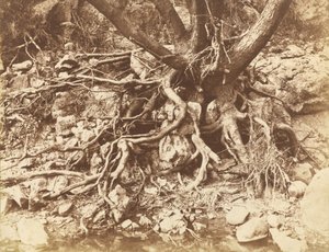 根の絡まった木」1853年（写真） 作： ヒュー・オーウェン