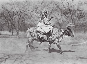 アフリカアウラド・ハミド牛乗り（モノクロ写真）
