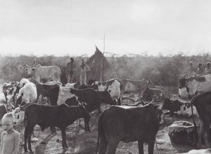 アフリカ：バール・エル・ゼラフ河畔の牛小屋（モノクロ写真）