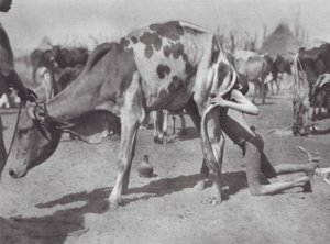 アフリカ牛をなでる北部ディンカ族（モノクロ写真）