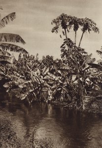 メキシコ：バナナとパパイヤ、ベラ・クルス州（モノクロ写真） 作： ウーゴ・ブレーメ