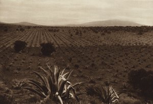 メキシコ：オメトゥスコ周辺のリュウゼツラン畑（モノクロ写真）