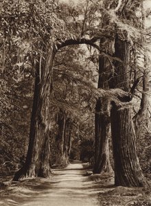 メキシコ：首都メヒコ、チャプルテペック公園、アラメダ・デ・ロス・フィロソフォス（モノクロ写真） 作： ウーゴ・ブレーメ