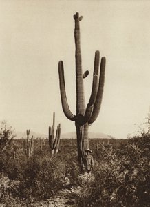 メキシコ：ソノラ州マグダレナ周辺での "Cereus giganteus"（モノクロ写真）