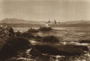 メキシコ：マンサニージョ海岸、ペリカノス、コリマ州（モノクロ写真） 作： Hugo Brehme
