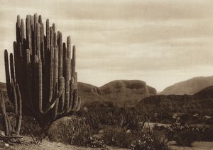 メキシコクイカティアン「セレウス・キャンデラブラム」（モノクロ写真）