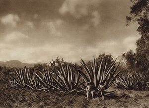メキシコ：リュウゼツラン畑のあるテペパム周辺（モノクロ写真） 作： ウーゴ・ブレーメ