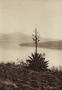 メキシコ：アガベが咲き乱れるチャパラ湖畔（モノクロ写真）