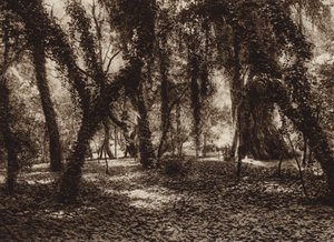 メキシコ：チャプルテペック公園ののどかな場所（モノクロ写真） 作： ウーゴ・ブレーメ