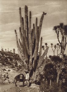 メキシコ：サリナス・デ・テワカンと "ピロセレウス・テテゾ"（モノクロ写真） 作： ウーゴ・ブレーメ