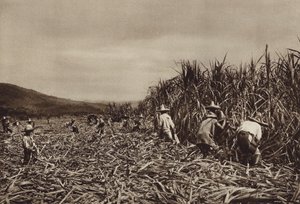 メキシコ：タマソポ、サトウキビ収穫（モノクロ写真） 作： ウーゴ・ブレーメ