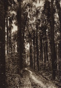 メキシコ：タマソポ、パルマール（モノクロ写真） 作： Hugo Brehme