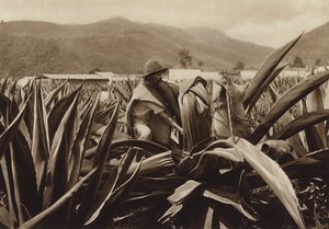メキシコ：リュウゼツランからプルケを吸うトラチケロ（モノクロ写真）