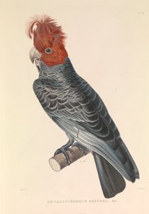 オーストラリアのカリセフェール 作： Hyacinthe Yves Philippe (1781 1846) Potentien