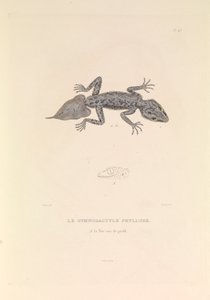 ジムノダクティル・フィリュール 作： Hyacinthe Yves Philippe (1781 1846) Potentien