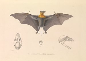 ホアリー・ヘッド・ルーセット 作： Hyacinthe Yves Philippe (1781 1846) Potentien