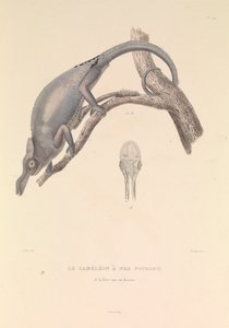 分かれ鼻のカメレオン 作： Hyacinthe Yves Philippe (1781 1846) Potentien
