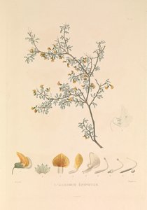 アデス・ミ・エピヌーズ』（棘のあるアデス・ミア） 作： Hyacinthe Yves Philippe (1781 1846) Potentien