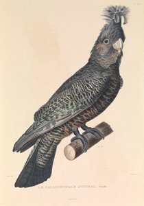 オーストラリアのカリセフェール 作： Hyacinthe Yves Philippe (1781 1846) Potentien