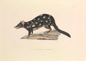 アライグマ・ダシュア 作： Hyacinthe Yves Philippe (1781 1846) Potentien