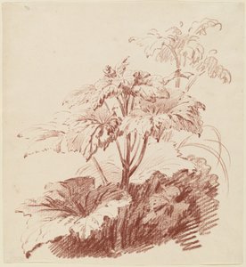 つぼみのある顕花植物 作： I Jean Baptiste Hüet