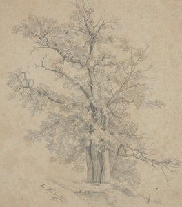 樹木
