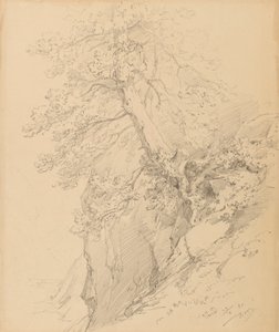 木の研究 作： Ignaz Dorn